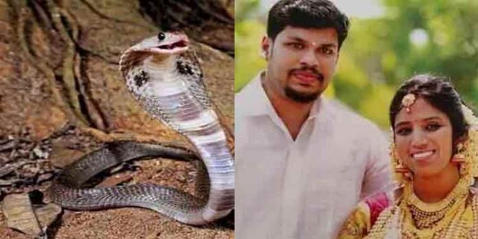 മൂര്ഖന്റെ തലയില് വടികൊണ്ട് കുത്തിപ്പിടിച്ച് ഉത്രയുടെ കൈയില് രണ്ടുപ്രാവശ്യം കടിപ്പിച്ചു : അന്വേഷണ ഉദ്യോഗസ്ഥന്റെ മൊഴി മൂര്ഖന്റെ തലയില് വടികൊണ്ട് കുത്തിപ്പിടിച്ച് ഉത്രയുടെ കൈയില് രണ്ടുപ്രാവശ്യം കടിപ്പിച്ചു : അന്വേഷണ ഉദ്യോഗസ്ഥന്റെ മൊഴി