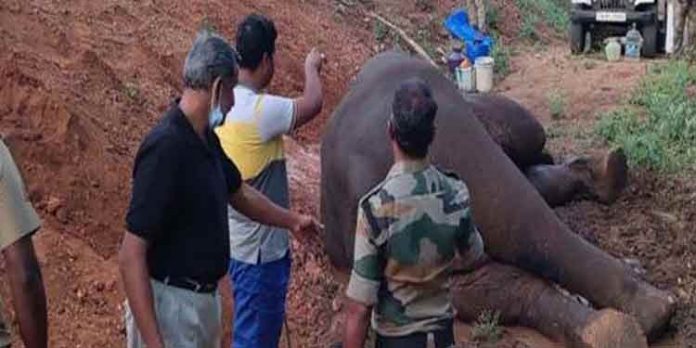 കോയമ്പത്തൂരില് ട്രെയിന് ഇടിച്ചു ഗുരുതരമായി പരുക്കേറ്റ ആന ചെരിഞ്ഞു കോയമ്പത്തൂരില് ട്രെയിന് ഇടിച്ചു ഗുരുതരമായി പരുക്കേറ്റ ആന ചെരിഞ്ഞു
