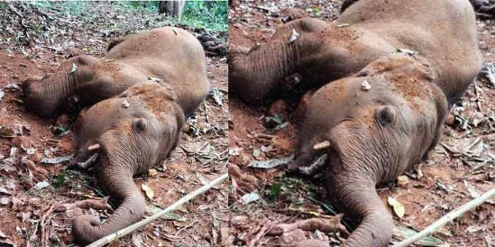 തേക്കുതോട് ഏഴാംതലയിൽ വനത്തിനുള്ളിൽ കാട്ടാനക്കുട്ടിയെ ചരിഞ്ഞ നിലയിൽ കണ്ടെത്തി തേക്കുതോട് ഏഴാംതലയിൽ വനത്തിനുള്ളിൽ കാട്ടാനക്കുട്ടിയെ ചരിഞ്ഞ നിലയിൽ കണ്ടെത്തി