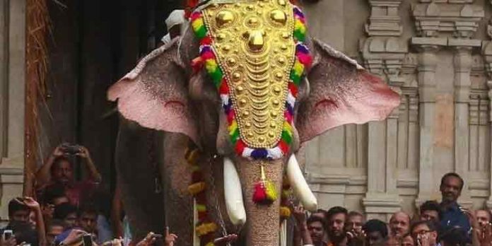 പൂരവിളംബരത്തിന് ഇത്തവണ തെച്ചിക്കോട്ടുകാവ് രാമചന്ദ്രനില്ല പൂരവിളംബരത്തിന് ഇത്തവണ തെച്ചിക്കോട്ടുകാവ് രാമചന്ദ്രനില്ല