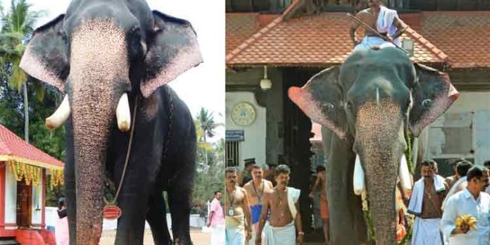 ഗുരുവായൂര് വലിയ കേശവന് ചരിഞ്ഞു ഗുരുവായൂര് വലിയ കേശവന് ചരിഞ്ഞു
