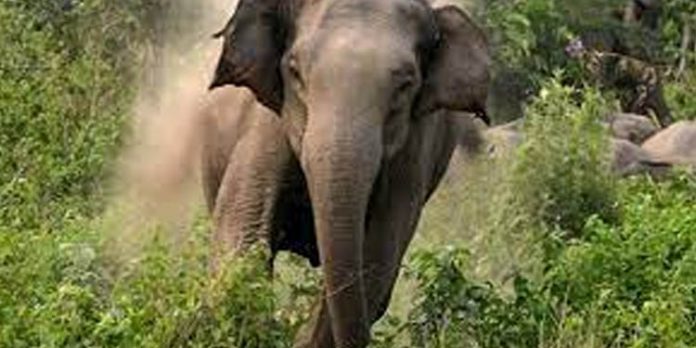 ബത്തേരിയില് ആദിവാസി യുവാവിനെ കാട്ടാന ചവിട്ടിക്കൊന്നു ബത്തേരിയില് ആദിവാസി യുവാവിനെ കാട്ടാന ചവിട്ടിക്കൊന്നു