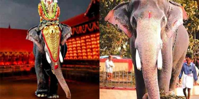 ഗജരാജന് അമ്പലപ്പുഴ വിജയകൃഷ്ണന് ചരിഞ്ഞു ഗജരാജന് അമ്പലപ്പുഴ വിജയകൃഷ്ണന് ചരിഞ്ഞു