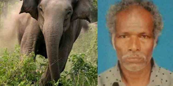 ചാത്തല്ലൂരിലെ ആദിവാസി കോളനിയിലിറങ്ങിയ കാട്ടാനയുടെ ആക്രമണത്തില് ഒരാള് മരിച്ചു ചാത്തല്ലൂരിലെ ആദിവാസി കോളനിയിലിറങ്ങിയ കാട്ടാനയുടെ ആക്രമണത്തില് ഒരാള് മരിച്ചു