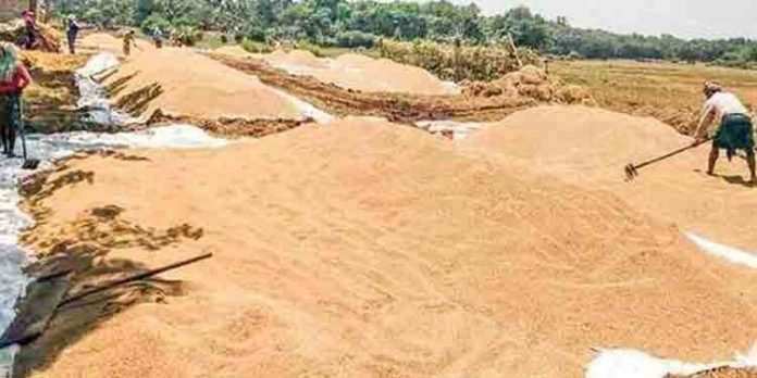200 ഏക്കര് വിസ്തൃതിയുള്ള ചിറ്റിലപ്പാടത്തെ നെല്ല് മുഴുവന് ഉണക്കിയെടുക്കുവാന് കഴിയുന്നില്ല ; കര്ഷകര് പ്രതിസന്ധിയില് 200 ഏക്കര് വിസ്തൃതിയുള്ള ചിറ്റിലപ്പാടത്തെ നെല്ല് മുഴുവന് ഉണക്കിയെടുക്കുവാന് കഴിയുന്നില്ല ; കര്ഷകര് പ്രതിസന്ധിയില്