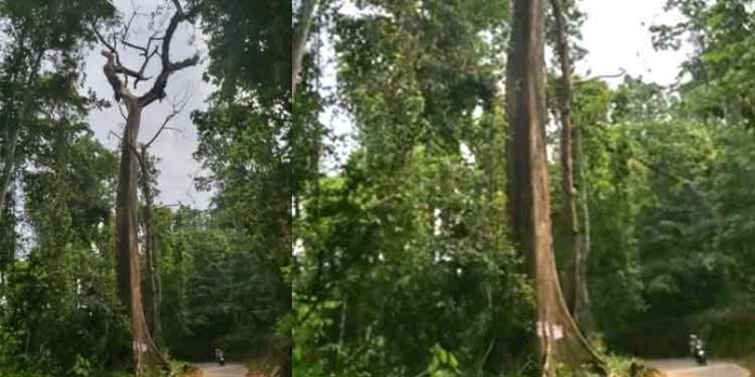 തണ്ണിത്തോട് ചിറ്റാർ റോഡിലെ ഉണക്കമരം അപകട ഭീഷണി ഉയർത്തുന്നു തണ്ണിത്തോട് ചിറ്റാർ റോഡിലെ ഉണക്കമരം അപകട ഭീഷണി ഉയർത്തുന്നു