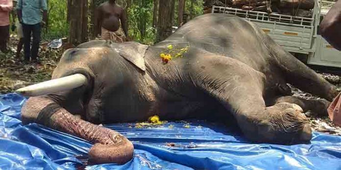ഗജരാജൻ അമ്പലപ്പുഴ വിജയകൃഷ്ണൻറെ ജഡം സംസ്കരിച്ചു ഗജരാജൻ അമ്പലപ്പുഴ വിജയകൃഷ്ണൻറെ ജഡം സംസ്കരിച്ചു