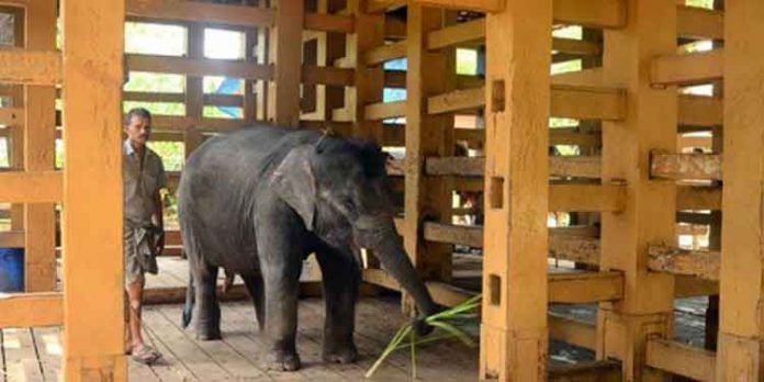 കോന്നി ആനക്കൂട്, അടവി ഇക്കോ ടൂറിസം കേന്ദ്രങ്ങള് അടച്ചു കോന്നി ആനക്കൂട്, അടവി ഇക്കോ ടൂറിസം കേന്ദ്രങ്ങള് അടച്ചു