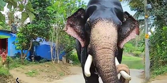 തൃശ്ശൂരില് ആനയെ ഉപദ്രവിച്ച ഒന്നാം പാപ്പാന് അറസ്റ്റില് തൃശ്ശൂരില് ആനയെ ഉപദ്രവിച്ച ഒന്നാം പാപ്പാന് അറസ്റ്റില്