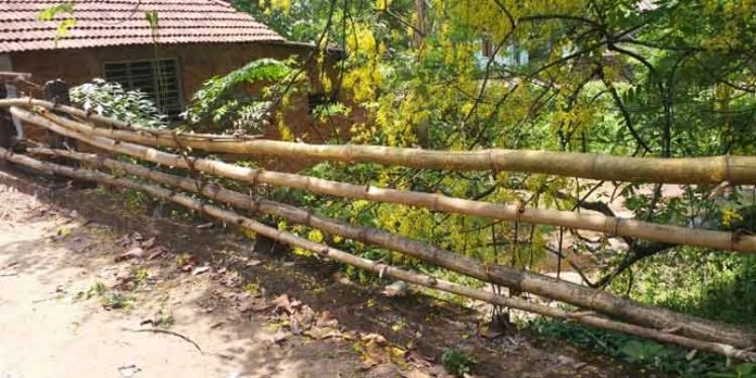 മുള കൊണ്ട് സുരക്ഷാ വേലിയൊരുക്കി അപകടത്തെ കാത്തിരിക്കുന്ന ഒരു പാലം മുള കൊണ്ട് സുരക്ഷാ വേലിയൊരുക്കി അപകടത്തെ കാത്തിരിക്കുന്ന ഒരു പാലം