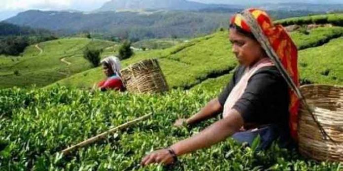 പച്ചകൊളുന്തിന് വിലയിടിഞ്ഞു ; ചെറുകിട തേയില കര്ഷകര് പ്രതിസന്ധിയില് പച്ചകൊളുന്തിന് വിലയിടിഞ്ഞു ; ചെറുകിട തേയില കര്ഷകര് പ്രതിസന്ധിയില്