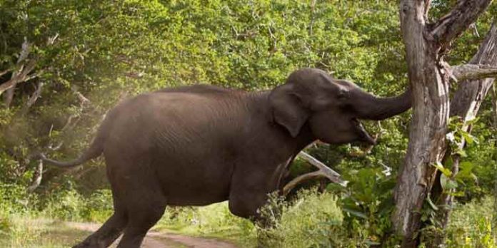 നടവയലില് കാട്ടാനയുടെ ആക്രമണം ; സ്ത്രീ മരിച്ചു നടവയലില് കാട്ടാനയുടെ ആക്രമണം ; സ്ത്രീ മരിച്ചു