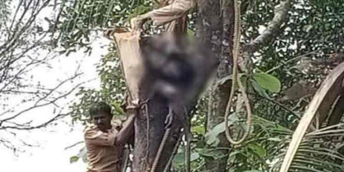 ശാസ്താംകോട്ടയില് മരം മുറിക്കുന്നതിനിടെ കഴുത്തില് കയര് കുരുങ്ങി തൊഴിലാളിക്ക് ദാരുണാന്ത്യം ശാസ്താംകോട്ടയില് മരം മുറിക്കുന്നതിനിടെ കഴുത്തില് കയര് കുരുങ്ങി തൊഴിലാളിക്ക് ദാരുണാന്ത്യം