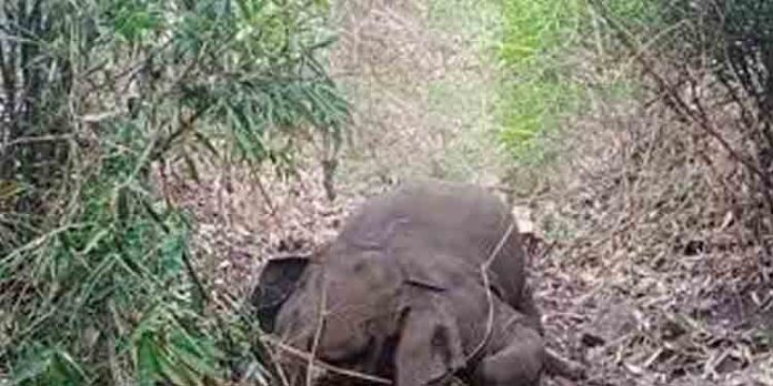 കേരള – തമിഴ്നാട് അതിര്ത്തിയില് കാട്ടാന ചെരിഞ്ഞ നിലയില് കേരള – തമിഴ്നാട് അതിര്ത്തിയില് കാട്ടാന ചെരിഞ്ഞ നിലയില്