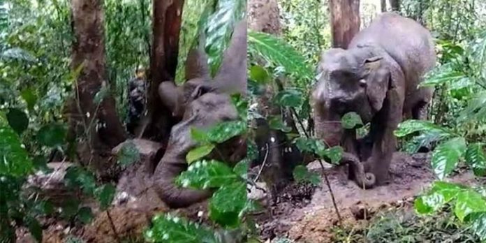 മരങ്ങൾക്കിടയിൽ കുടുങ്ങിയ പിടിയാനയെ വനംവകുപ്പ് ഉദ്യോഗസ്ഥർ രക്ഷപെടുത്തി മരങ്ങൾക്കിടയിൽ കുടുങ്ങിയ പിടിയാനയെ വനംവകുപ്പ് ഉദ്യോഗസ്ഥർ രക്ഷപെടുത്തി