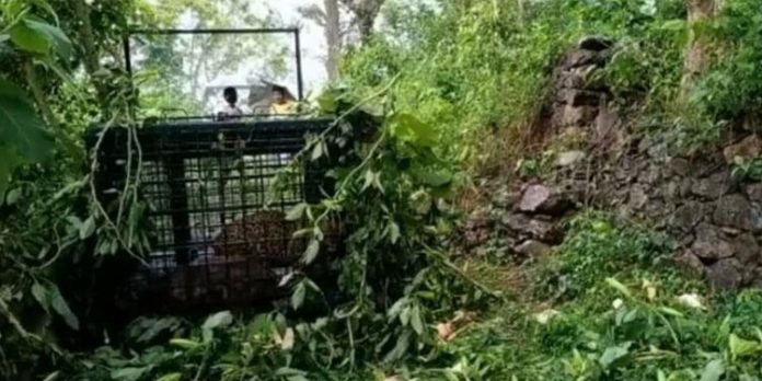 വണ്ടിപ്പെരിയാറില് വനംവകുപ്പിന്റെ കെണിയില് പുലി കുടുങ്ങി വണ്ടിപ്പെരിയാറില് വനംവകുപ്പിന്റെ കെണിയില് പുലി കുടുങ്ങി