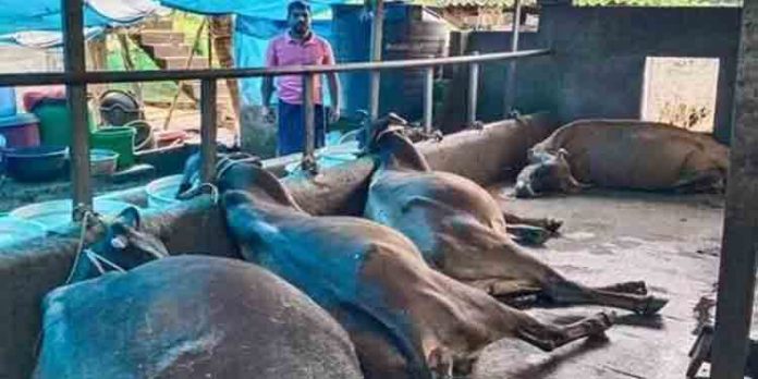 ഇടിമിന്നലേറ്റ് ഒരു വീട്ടിലെ നാലു കറവ പശുക്കള് ചത്തു ഇടിമിന്നലേറ്റ് ഒരു വീട്ടിലെ നാലു കറവ പശുക്കള് ചത്തു