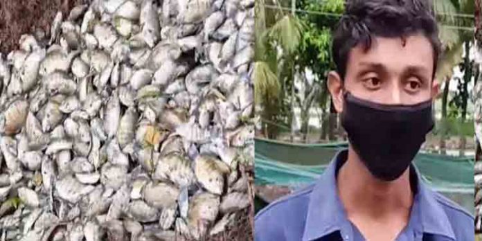 വായ്പയെടുത്ത് മല്സ്യ കൃഷി ചെയ്ത വിദ്യാര്ത്ഥിയുടെ മീന് കുളത്തില് വിഷം കലര്ത്തി വായ്പയെടുത്ത് മല്സ്യ കൃഷി ചെയ്ത വിദ്യാര്ത്ഥിയുടെ മീന് കുളത്തില് വിഷം കലര്ത്തി
