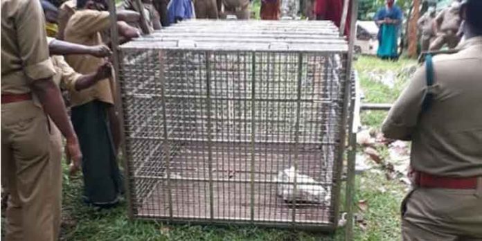 കരുമ്പന് മൂഴി പനം കുടന്തയില് പുലിയെ പിടിക്കാന് വനം വകുപ്പ് കൂട് വെച്ചു കരുമ്പന് മൂഴി പനം കുടന്തയില് പുലിയെ പിടിക്കാന് വനം വകുപ്പ് കൂട് വെച്ചു