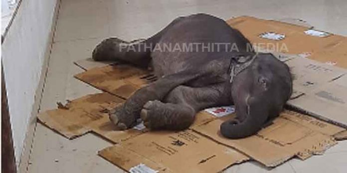 കോന്നി ആനത്താവളത്തിലെ കുട്ടികൊമ്പൻ ചരിഞ്ഞു കോന്നി ആനത്താവളത്തിലെ കുട്ടികൊമ്പൻ ചരിഞ്ഞു