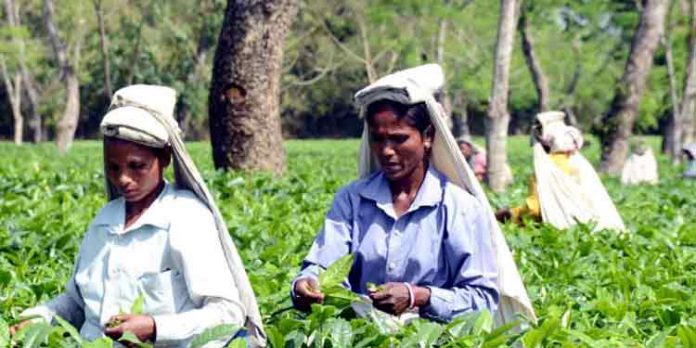 ഇടുക്കി ജില്ലയില് അടുത്ത 10 ദിവസം തമിഴ്നാട്ടിൽ നിന്നുള്ള ജോലിക്കാരെ അനുവദിക്കില്ല ; കളക്ടര് ഇടുക്കി ജില്ലയില് അടുത്ത 10 ദിവസം തമിഴ്നാട്ടിൽ നിന്നുള്ള ജോലിക്കാരെ അനുവദിക്കില്ല ; കളക്ടര്