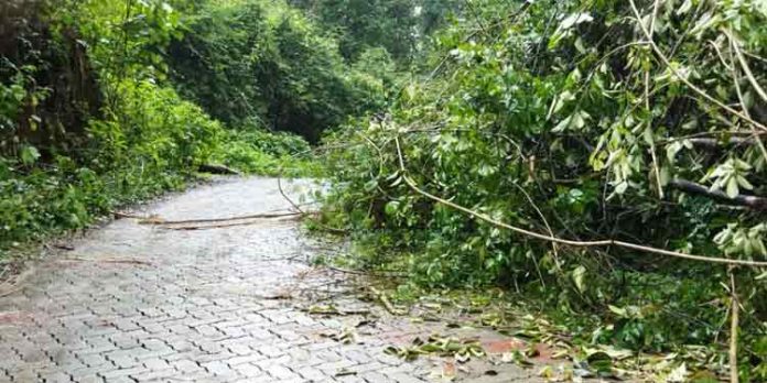തണ്ണിത്തോട് ചിറ്റാർ റോഡിൽ ഒടിഞ്ഞ് വീണ മുൾപ്പടർപ്പുകൾ ഗതാഗത തടസം സൃഷ്ടിക്കുന്നു തണ്ണിത്തോട് ചിറ്റാർ റോഡിൽ ഒടിഞ്ഞ് വീണ മുൾപ്പടർപ്പുകൾ ഗതാഗത തടസം സൃഷ്ടിക്കുന്നു