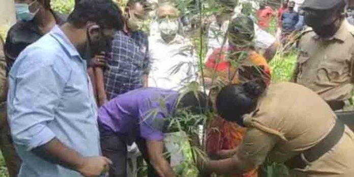 പന്തളത്ത് വീട്ടുമുറ്റത്ത് കഞ്ചാവ് ചെടി കൃഷി പന്തളത്ത് വീട്ടുമുറ്റത്ത് കഞ്ചാവ് ചെടി കൃഷി