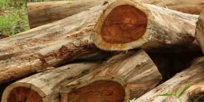 മരം കൊള്ളയിൽ സംസ്ഥാന വ്യാപക അന്വേഷണം ഇന്നുമുതൽ ; ജൂൺ 22 നകം റിപ്പോർട്ട് സമർപ്പിക്കണം മരം കൊള്ളയിൽ സംസ്ഥാന വ്യാപക അന്വേഷണം ഇന്നുമുതൽ ; ജൂൺ 22 നകം റിപ്പോർട്ട് സമർപ്പിക്കണം