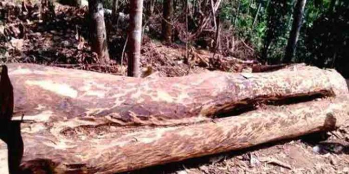 ഉപ്പു തിന്നവര് വെള്ളം കുടിക്കും ; മുട്ടില് മരം മുറിയെക്കുറിച്ച് അന്വേഷിക്കാന് പ്രത്യേക സംഘo : മുഖ്യമന്ത്രി ഉപ്പു തിന്നവര് വെള്ളം കുടിക്കും ; മുട്ടില് മരം മുറിയെക്കുറിച്ച് അന്വേഷിക്കാന് പ്രത്യേക സംഘo : മുഖ്യമന്ത്രി