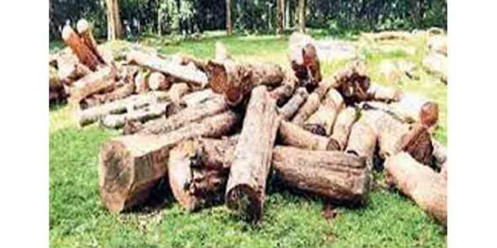 മുട്ടില് മാതൃകയില് എറണാകുളത്തും മരംകൊള്ള മുട്ടില് മാതൃകയില് എറണാകുളത്തും മരംകൊള്ള