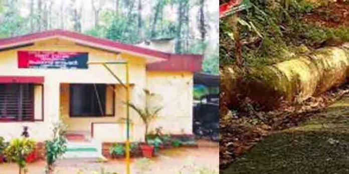 എരുമേലിയിലും വനംകൊള്ള ; 25 ലേറെ തേക്ക് മരങ്ങള് മുറിച്ച് കടത്തി എരുമേലിയിലും വനംകൊള്ള ; 25 ലേറെ തേക്ക് മരങ്ങള് മുറിച്ച് കടത്തി