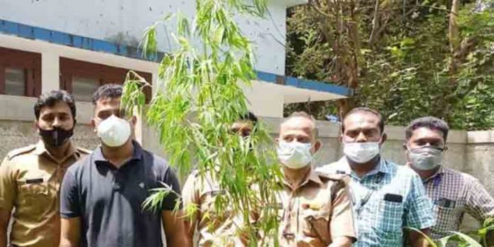 കരുനാഗപ്പള്ളിയില് സ്വകാര്യ വ്യക്തിയുടെ പറമ്പില് കഞ്ചാവ് ചെടികള് കണ്ടെത്തി കരുനാഗപ്പള്ളിയില് സ്വകാര്യ വ്യക്തിയുടെ പറമ്പില് കഞ്ചാവ് ചെടികള് കണ്ടെത്തി