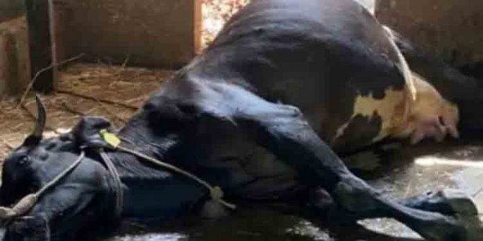 തലവടിയില് അജ്ഞാതരോഗം പടര്ന്നു പിടിച്ച് പശുക്കള് ചത്തുവീഴുന്നു ; ക്ഷീരകര്ഷകര് ഭീതിയില് തലവടിയില് അജ്ഞാതരോഗം പടര്ന്നു പിടിച്ച് പശുക്കള് ചത്തുവീഴുന്നു ; ക്ഷീരകര്ഷകര് ഭീതിയില്