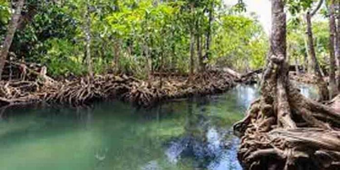 ലോകപരിസ്ഥിതി ദിനാചരണത്തിന്റെ സംസ്ഥാനതല ഉദ്ഘാടനം ഇന്ന് ലോകപരിസ്ഥിതി ദിനാചരണത്തിന്റെ സംസ്ഥാനതല ഉദ്ഘാടനം ഇന്ന്