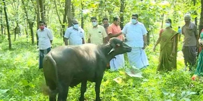 വളര്ത്തു പോത്തുകളെ ആക്രമിച്ച് കാട്ടാനക്കൂട്ടം ; പ്രദേശവാസികൾ ഭീതിയില് വളര്ത്തു പോത്തുകളെ ആക്രമിച്ച് കാട്ടാനക്കൂട്ടം ; പ്രദേശവാസികൾ ഭീതിയില്