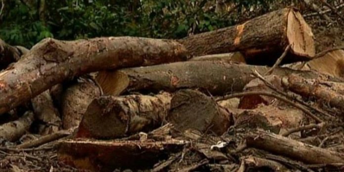 മുട്ടിൽ ഈട്ടിമരം കൊള്ളയിൽ വനം വകുപ്പ് സമഗ്ര അന്വേഷണം തുടങ്ങി ; പ്രതിഷേധം ശക്തമാക്കാൻ പ്രതിപക്ഷം മുട്ടിൽ ഈട്ടിമരം കൊള്ളയിൽ വനം വകുപ്പ് സമഗ്ര അന്വേഷണം തുടങ്ങി ; പ്രതിഷേധം ശക്തമാക്കാൻ പ്രതിപക്ഷം