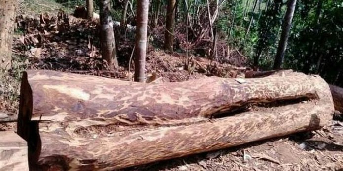 പ്രതികളുടെ പരാതിയിലും പ്രിൻസിപ്പൽ സെക്രട്ടറിയുടെ ഇടപെടൽ ; മുട്ടില് മരംകൊള്ളയില് കൂടുതല് രേഖകള് പുറത്ത് പ്രതികളുടെ പരാതിയിലും പ്രിൻസിപ്പൽ സെക്രട്ടറിയുടെ ഇടപെടൽ ; മുട്ടില് മരംകൊള്ളയില് കൂടുതല് രേഖകള് പുറത്ത്