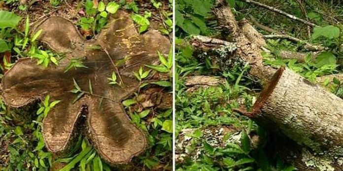 മരം മുറിക്കാൻ ഓഫീസുകൾ കയറിയിറങ്ങി കർഷകർ ; തടി വെട്ടി പണമാക്കി മാഫിയകൾ മരം മുറിക്കാൻ ഓഫീസുകൾ കയറിയിറങ്ങി കർഷകർ ; തടി വെട്ടി പണമാക്കി മാഫിയകൾ