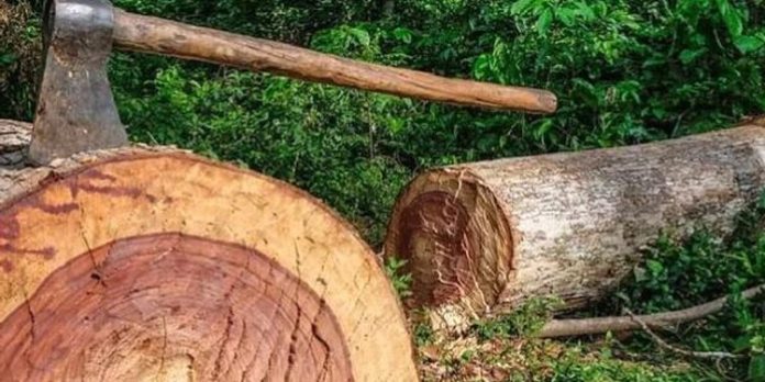 മുട്ടിൽ മരംമുറി : പ്രതി റോജി അഗസ്റ്റിൻ മുൻ വനംമന്ത്രിയുടെ സ്റ്റാഫിനെ വിളിച്ചു, ഡിഎഫ്ഒയെ മാറ്റാൻ ആവശ്യപ്പെട്ടു മുട്ടിൽ മരംമുറി : പ്രതി റോജി അഗസ്റ്റിൻ മുൻ വനംമന്ത്രിയുടെ സ്റ്റാഫിനെ വിളിച്ചു, ഡിഎഫ്ഒയെ മാറ്റാൻ ആവശ്യപ്പെട്ടു