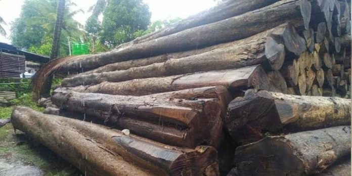 തൃശ്ശൂരിൽ നിന്ന് മുറിച്ച് കടത്തിയ തേക്ക് പാലക്കാട്ടെ മില്ലിൽ ; റെയ്ഡ് തുടരുന്നു തൃശ്ശൂരിൽ നിന്ന് മുറിച്ച് കടത്തിയ തേക്ക് പാലക്കാട്ടെ മില്ലിൽ ; റെയ്ഡ് തുടരുന്നു