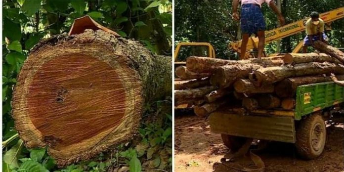മുട്ടിലിൽ പൊന്തക്കാടുകളിൽ ഒളിപ്പിച്ചിരുന്ന ഈട്ടിമരങ്ങൾ ഇന്ന് കസ്റ്റഡിയിലെടുക്കും ; പത്തുപേർക്കെതിരെ കേസ് മുട്ടിലിൽ പൊന്തക്കാടുകളിൽ ഒളിപ്പിച്ചിരുന്ന ഈട്ടിമരങ്ങൾ ഇന്ന് കസ്റ്റഡിയിലെടുക്കും ; പത്തുപേർക്കെതിരെ കേസ്