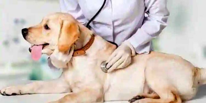 24 മണിക്കൂറും ഉണര്ന്ന് പ്രവര്ത്തിച്ച് ജില്ലയില് മൃഗസംരക്ഷണ വകുപ്പ് 24 മണിക്കൂറും ഉണര്ന്ന് പ്രവര്ത്തിച്ച് ജില്ലയില് മൃഗസംരക്ഷണ വകുപ്പ്