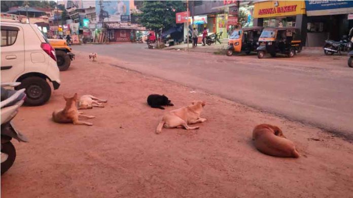 പത്തനംതിട്ട നഗരത്തിലെ തെരുവുനായ ശല്യം അടിയന്തിരമായി പരിഹരിക്കണം ; അഡ്വ. എ സുരേഷ് കുമാര് പത്തനംതിട്ട നഗരത്തിലെ തെരുവുനായ ശല്യം അടിയന്തിരമായി പരിഹരിക്കണം ; അഡ്വ. എ സുരേഷ് കുമാര്