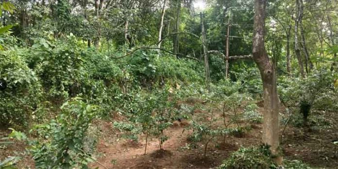 പത്തനംതിട്ട ജില്ലയിലെ പച്ചത്തുരുത്തുകള്ക്ക് ഇന്ന് രണ്ടു വയസ്സ് ; പരിസ്ഥിതി ദിനത്തില് പുതിയ 12 പച്ചത്തുരുത്തുകള് പത്തനംതിട്ട ജില്ലയിലെ പച്ചത്തുരുത്തുകള്ക്ക് ഇന്ന് രണ്ടു വയസ്സ് ; പരിസ്ഥിതി ദിനത്തില് പുതിയ 12 പച്ചത്തുരുത്തുകള്