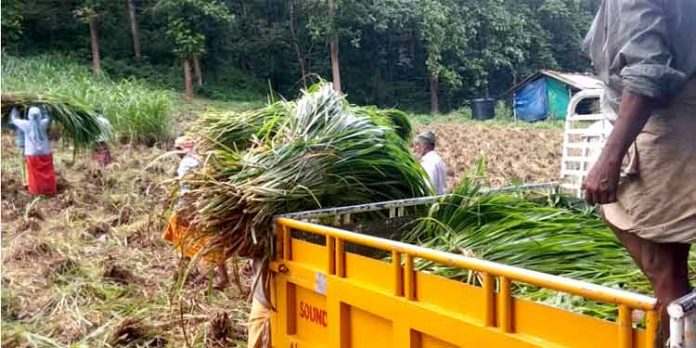ലോക്ഡൌണിലും ആനകളുടെ അന്നം മുടക്കാതെ മണ്ണീറ തീറ്റപ്പുൽകൃഷി ലോക്ഡൌണിലും ആനകളുടെ അന്നം മുടക്കാതെ മണ്ണീറ തീറ്റപ്പുൽകൃഷി