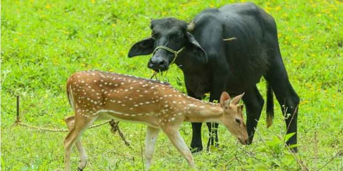 ഓമല്ലൂരില് എത്തിയ പുള്ളിമാന് കൌതുകമാകുന്നു ഓമല്ലൂരില് എത്തിയ പുള്ളിമാന് കൌതുകമാകുന്നു