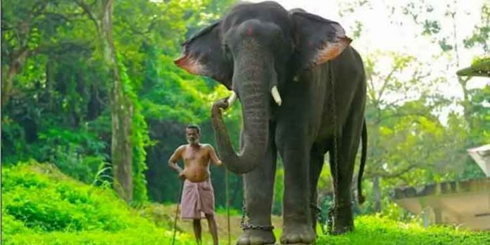കോന്നി സുരേന്ദ്രന് തിരികെ കോന്നി ആനത്താവളത്തിലേക്ക് കോന്നി സുരേന്ദ്രന് തിരികെ കോന്നി ആനത്താവളത്തിലേക്ക്