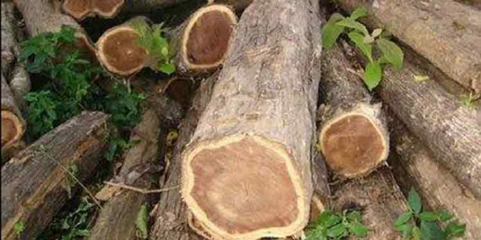 അട്ടച്ചാക്കലിൽ നിന്ന് പാസില്ലാതെ കടത്തിയ തേക്കുതടി പിടികൂടി അട്ടച്ചാക്കലിൽ നിന്ന് പാസില്ലാതെ കടത്തിയ തേക്കുതടി പിടികൂടി
