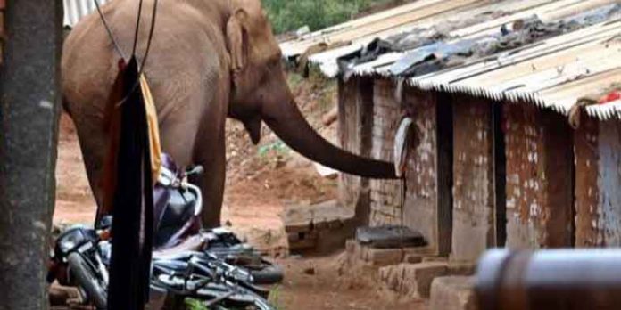 വന്യമൃഗ ശല്യത്തിന് പരിഹാരം ; കോന്നി എം.എല്.എക്ക് വനം വകുപ്പ് മന്ത്രി എ.കെ.ശശീന്ദ്രന് നിയമസഭയില് ഉറപ്പ് നല്കി വന്യമൃഗ ശല്യത്തിന് പരിഹാരം ; കോന്നി എം.എല്.എക്ക് വനം വകുപ്പ് മന്ത്രി എ.കെ.ശശീന്ദ്രന് നിയമസഭയില് ഉറപ്പ് നല്കി