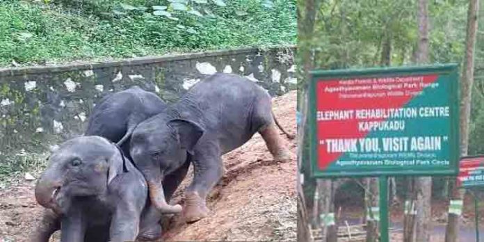 കാപ്പുകാട് ആനകേന്ദ്രത്തിലെ കുട്ടി ആനകള്ക്ക് ഹെര്പിസ് പടര്ന്നു പിടിക്കുന്നു കാപ്പുകാട് ആനകേന്ദ്രത്തിലെ കുട്ടി ആനകള്ക്ക് ഹെര്പിസ് പടര്ന്നു പിടിക്കുന്നു
